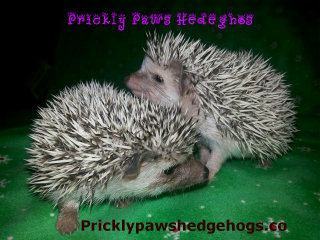 2%20hedgehogs