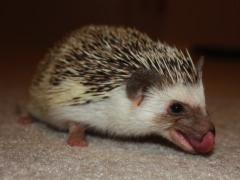 fhfchocpintotonguehh