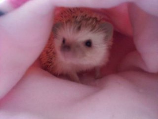 snugglesack