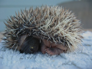 hazelhedgehog