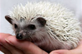 millerhh2