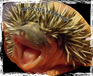 banzaim