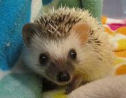MorningStarHedgehogsp2