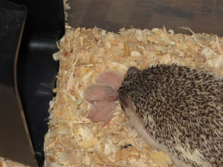 MorningStarHedgehogsp3