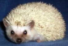 Pebbles