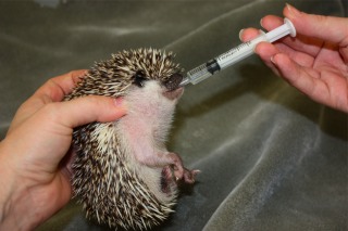 syringefeeding